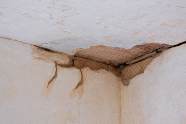 Best Mold removal after water damage  in Cleveland, GA